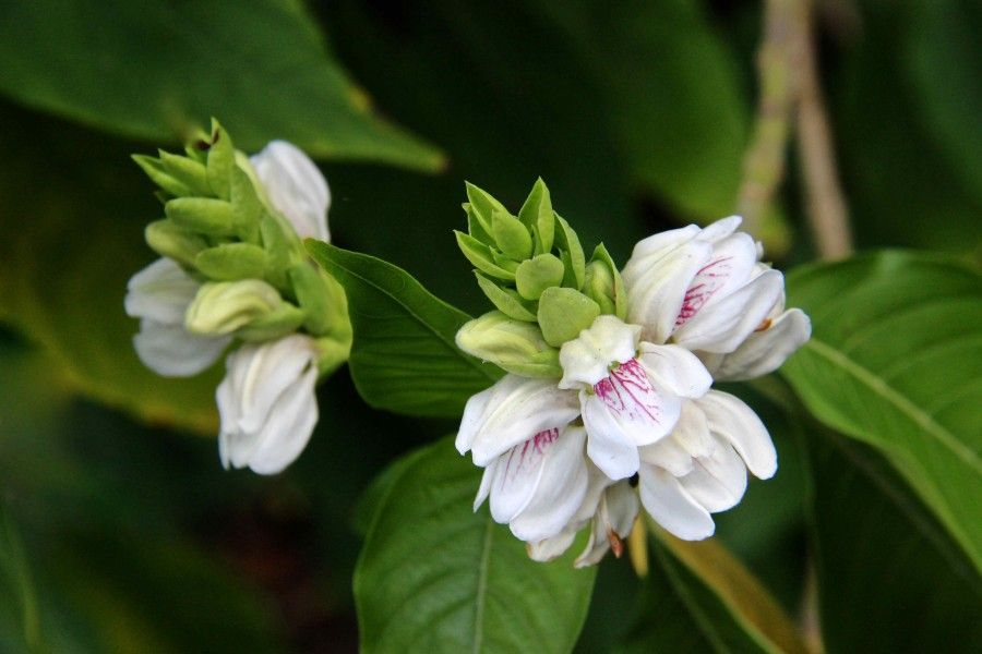 MALABAR NUT (Justicia adhatoda)