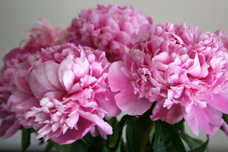 peonies