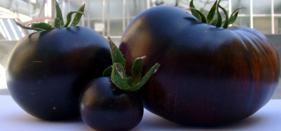 Il pomodoro nero, alimento anti-age e afrodisiaco