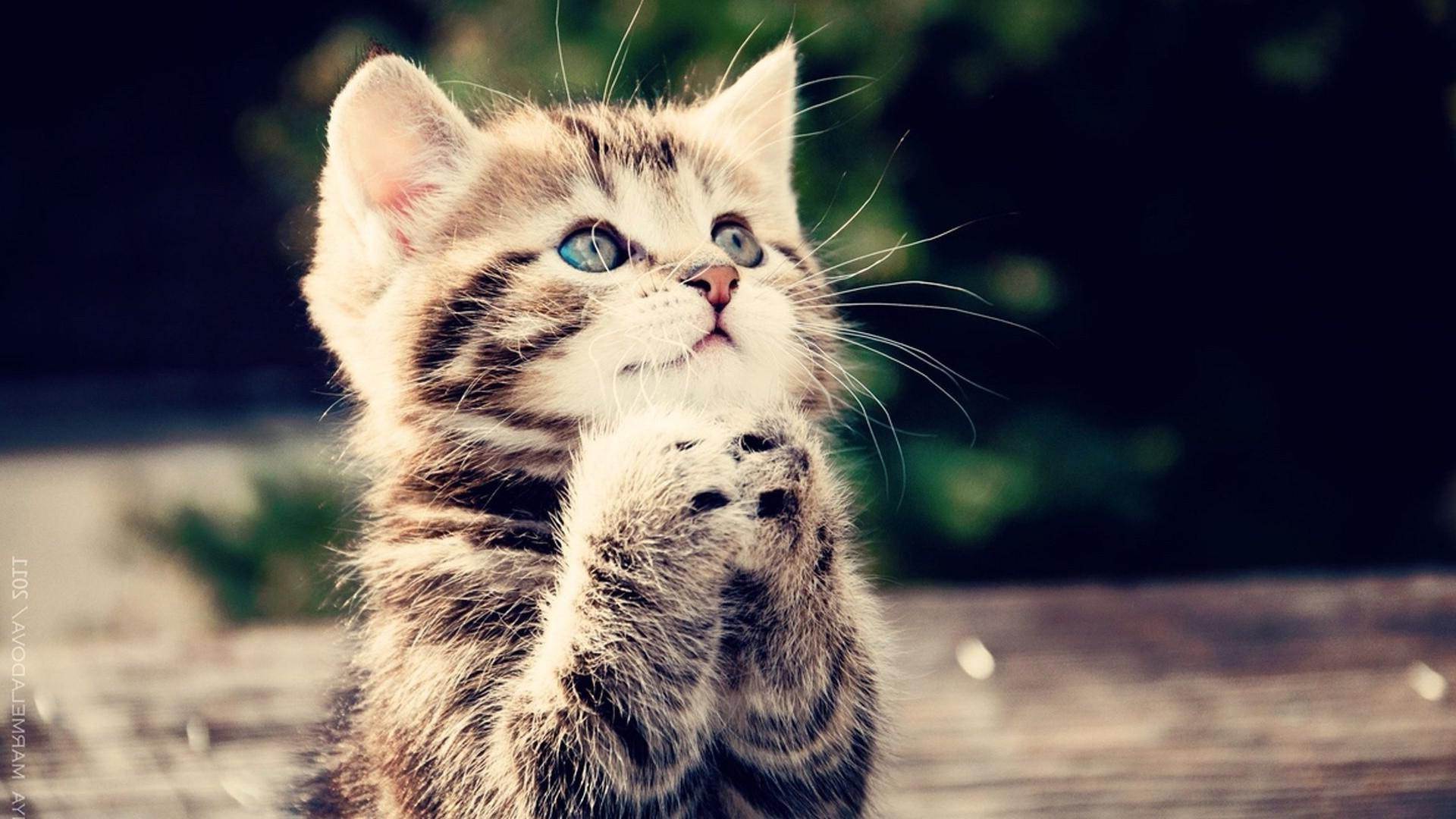 Al cinema con il gatto: apre la prima sala cat-friendly