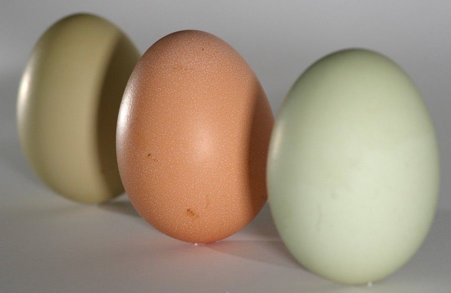 Eggs_green_brown_on_end