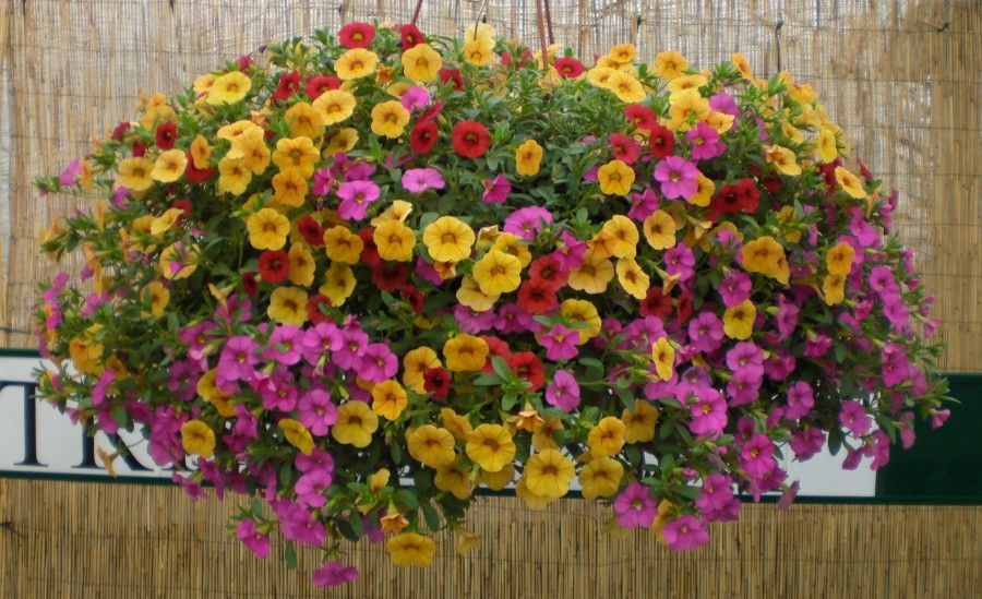 TT-Mixed-Calibrachoa-Basket triedandtruecom