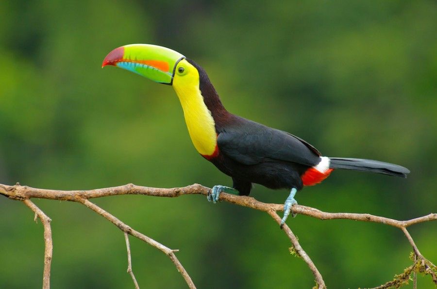 Tucano della Costa Rica