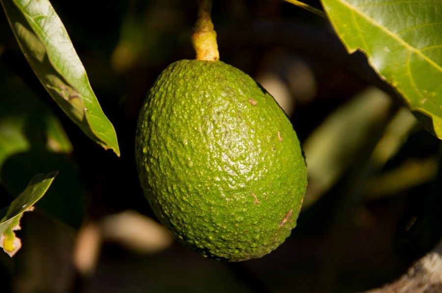 L'avocado ha molte proprietà benefiche per il corpo