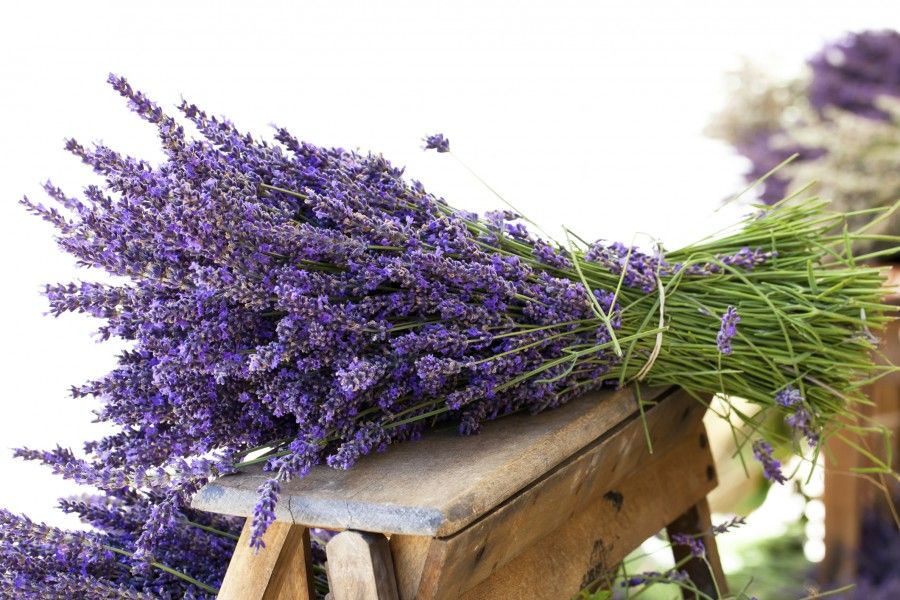 come-coltivare-lavanda-vaso-giardino2