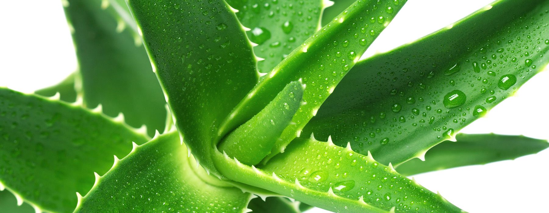 Proprietà e benefici dell’aloe vera