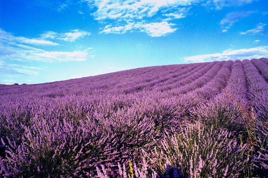 lavanda_