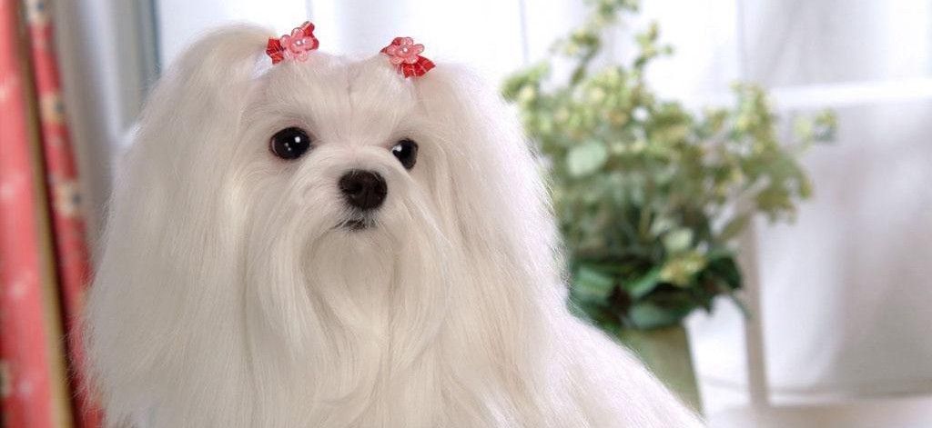 Acconciature geometriche per i cani