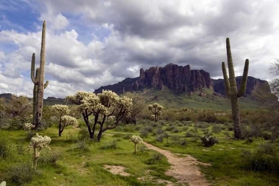 phoenix-desert