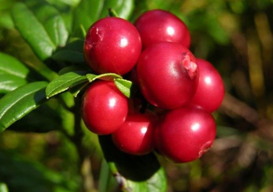 tisana-di-mirtillo-rosso-cranberry