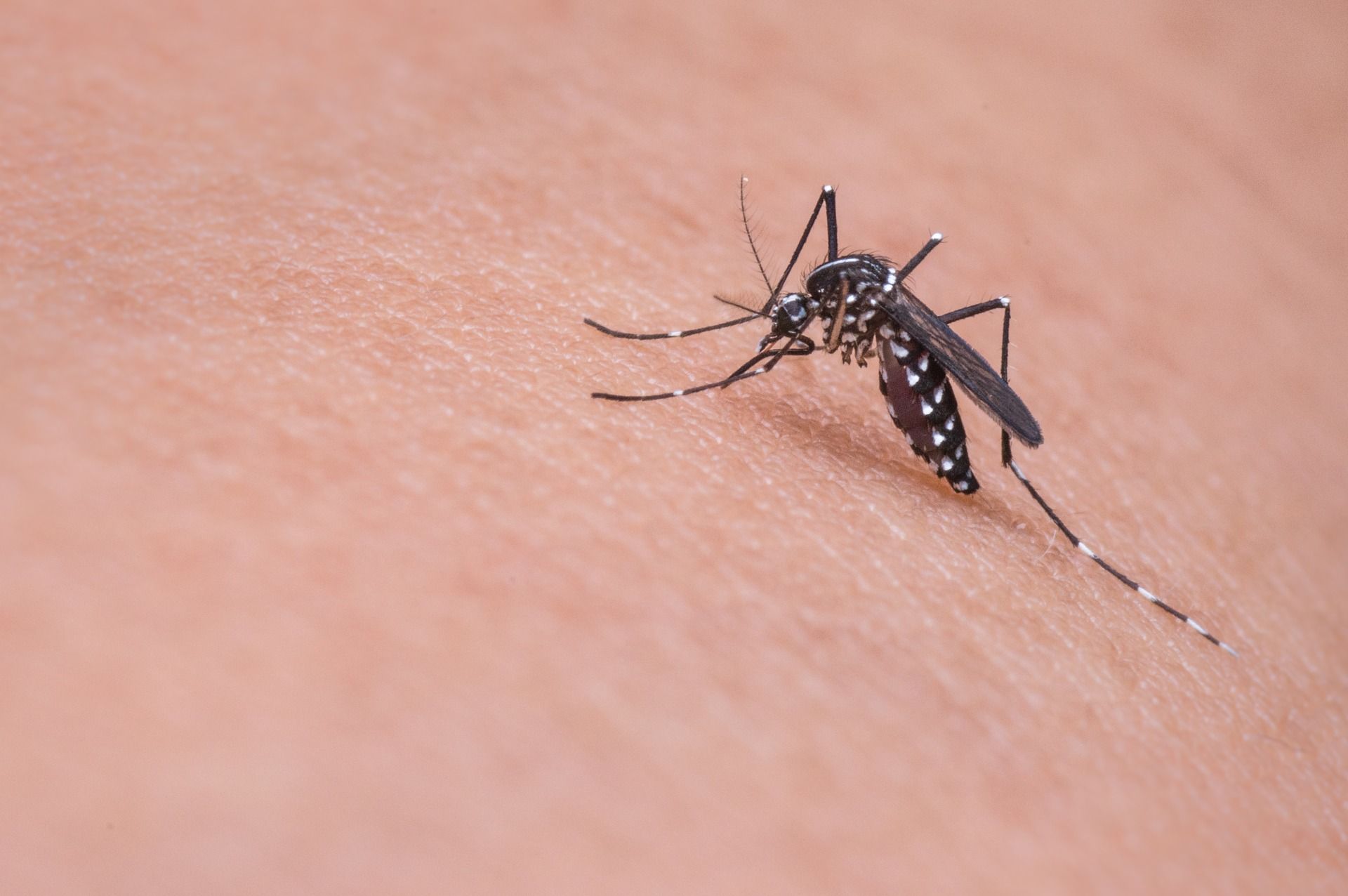 Sapete perché le zanzare pungono proprio voi?