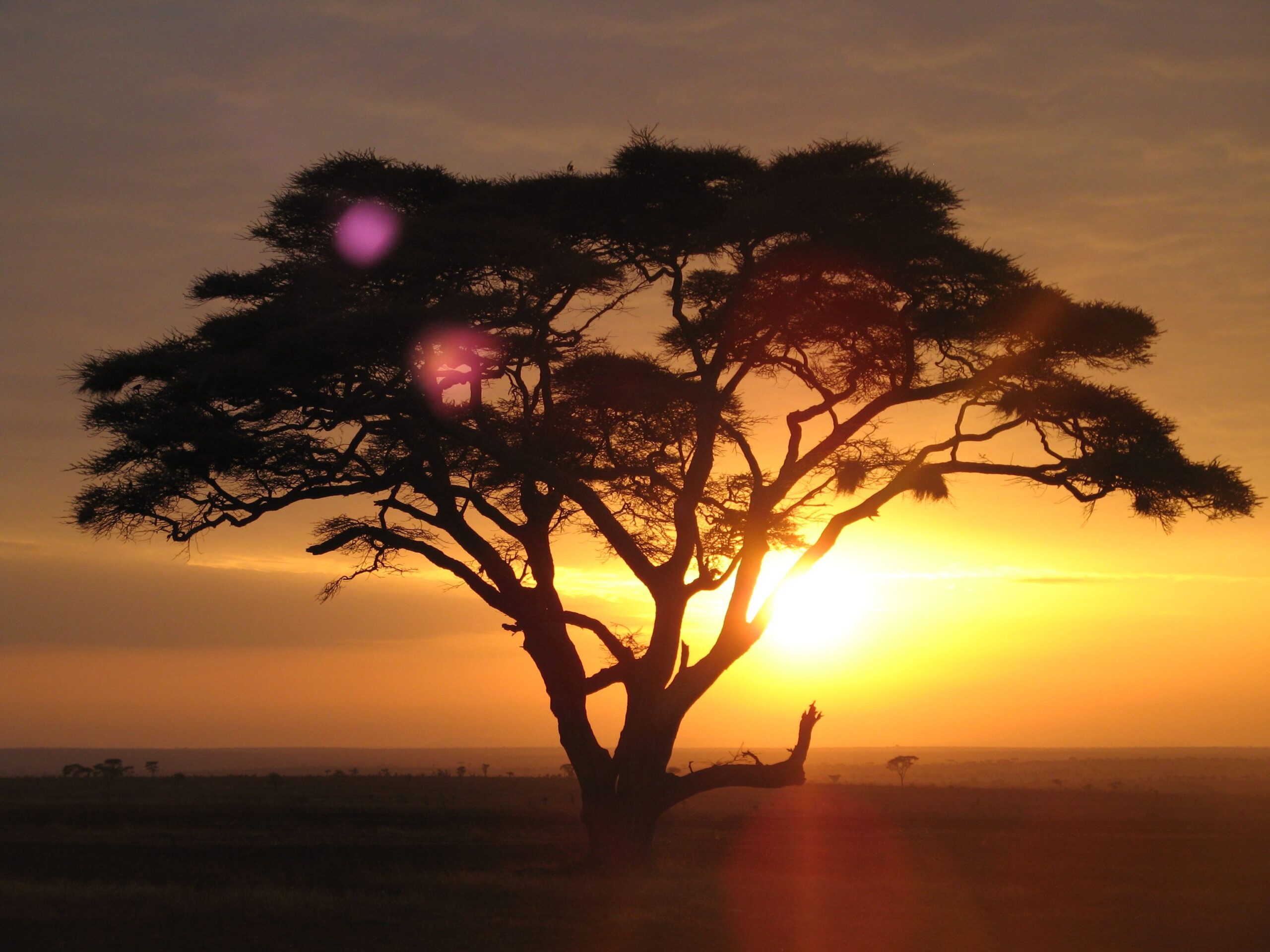 Vacanza Safari: ecco 5 cose che devi sapere