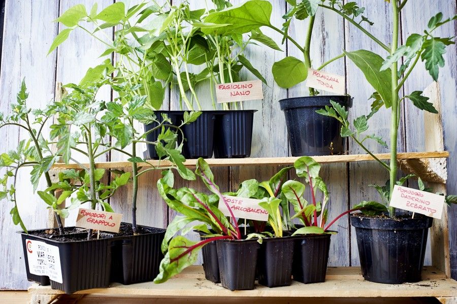 organizzare lo spazio per orto in terrazza