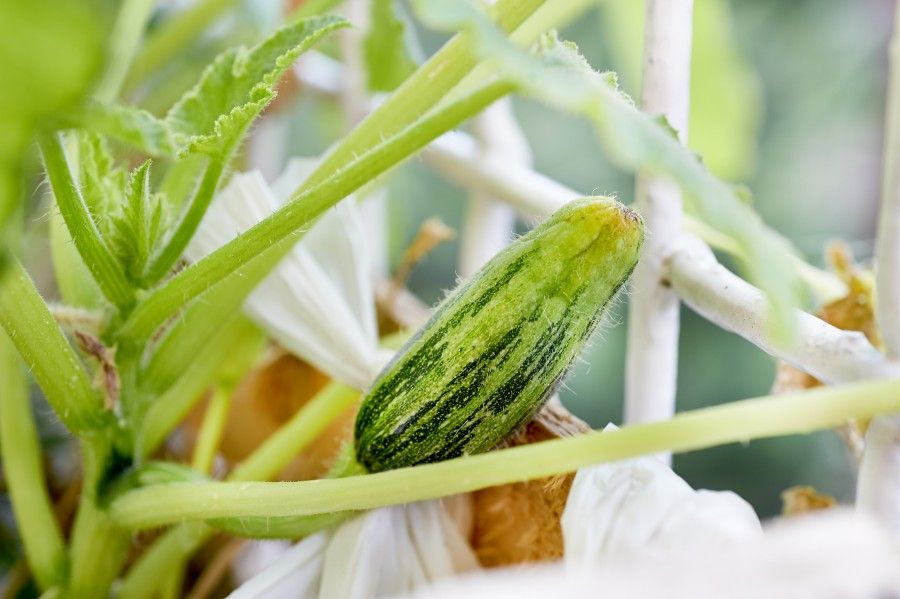 zucchine cresciute nelle cassette della frutta