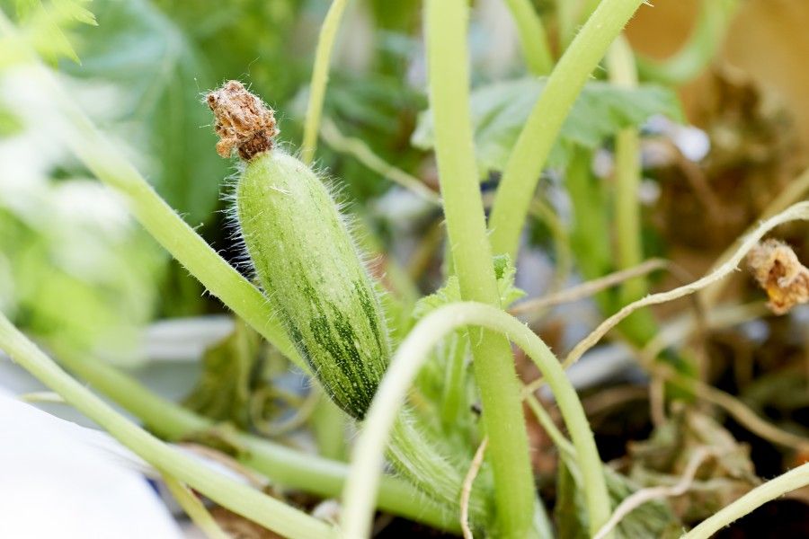 zucchine orto in terrazza