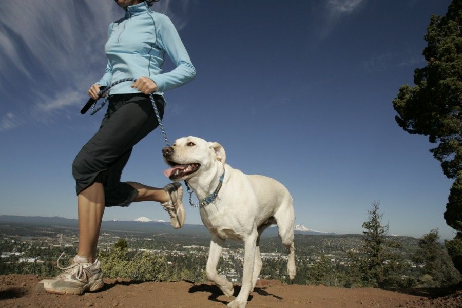 Prima di iniziare Jogging con il cane comprate un guinzaglio "HANDS FREE" per correre in tutta libertà