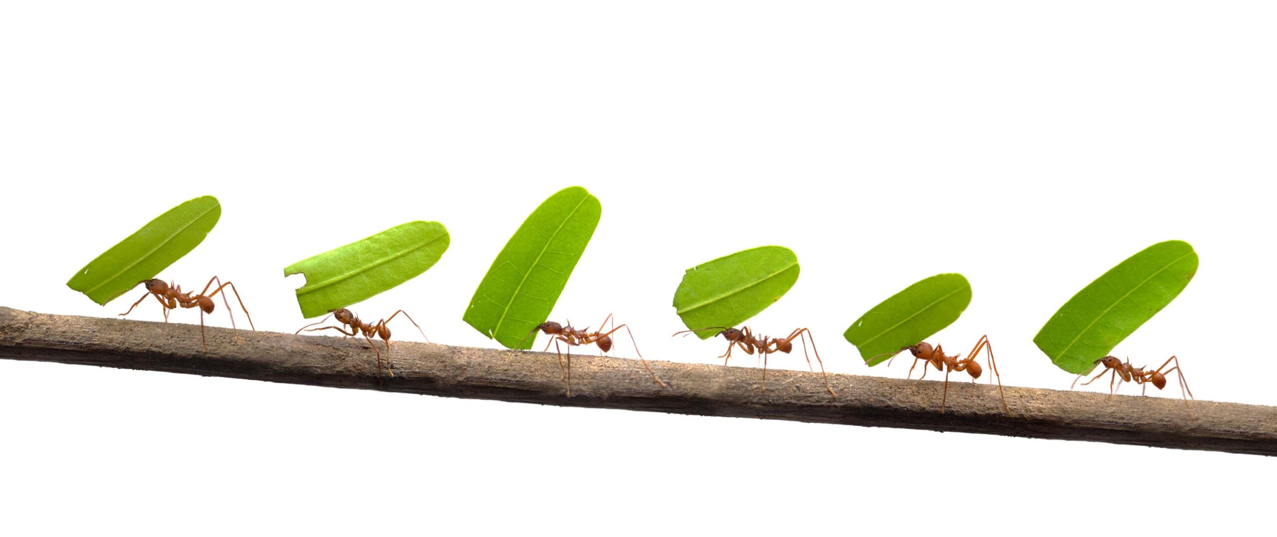 6 rimedi naturali contro le formiche