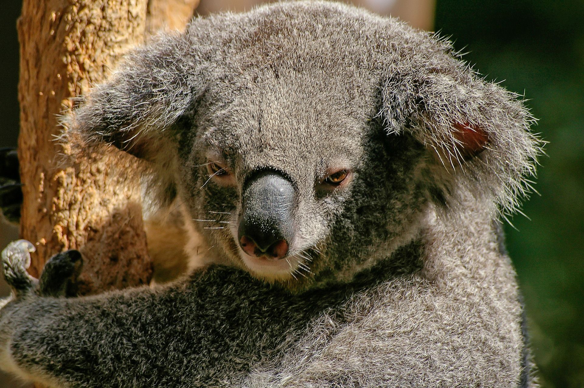 Un viaggio per scoprire gli animali esotici più belli del mondo