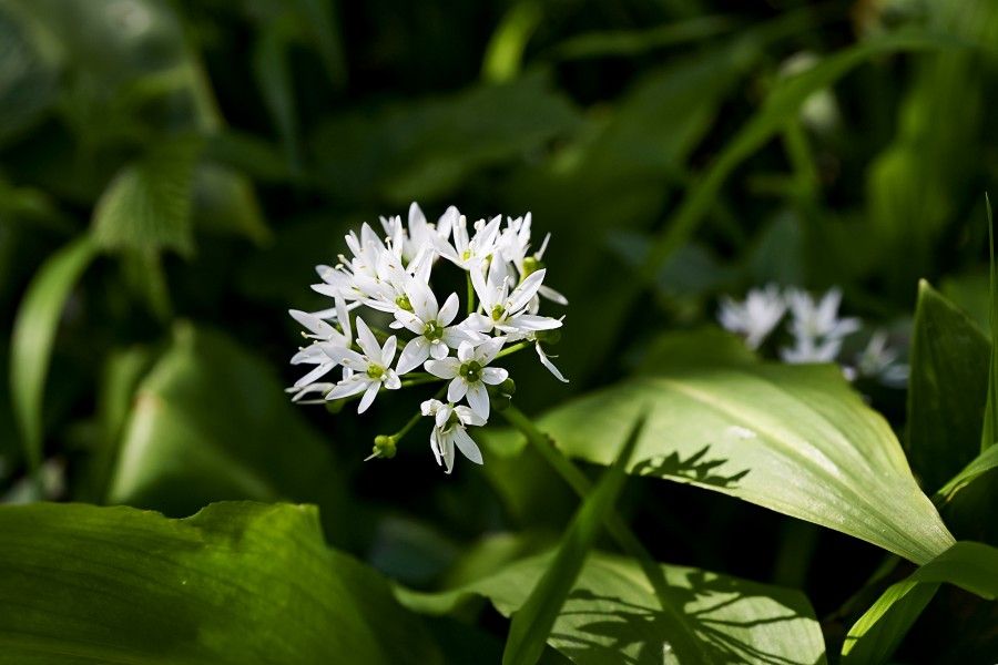 bigodino fiori eduli 4 copia