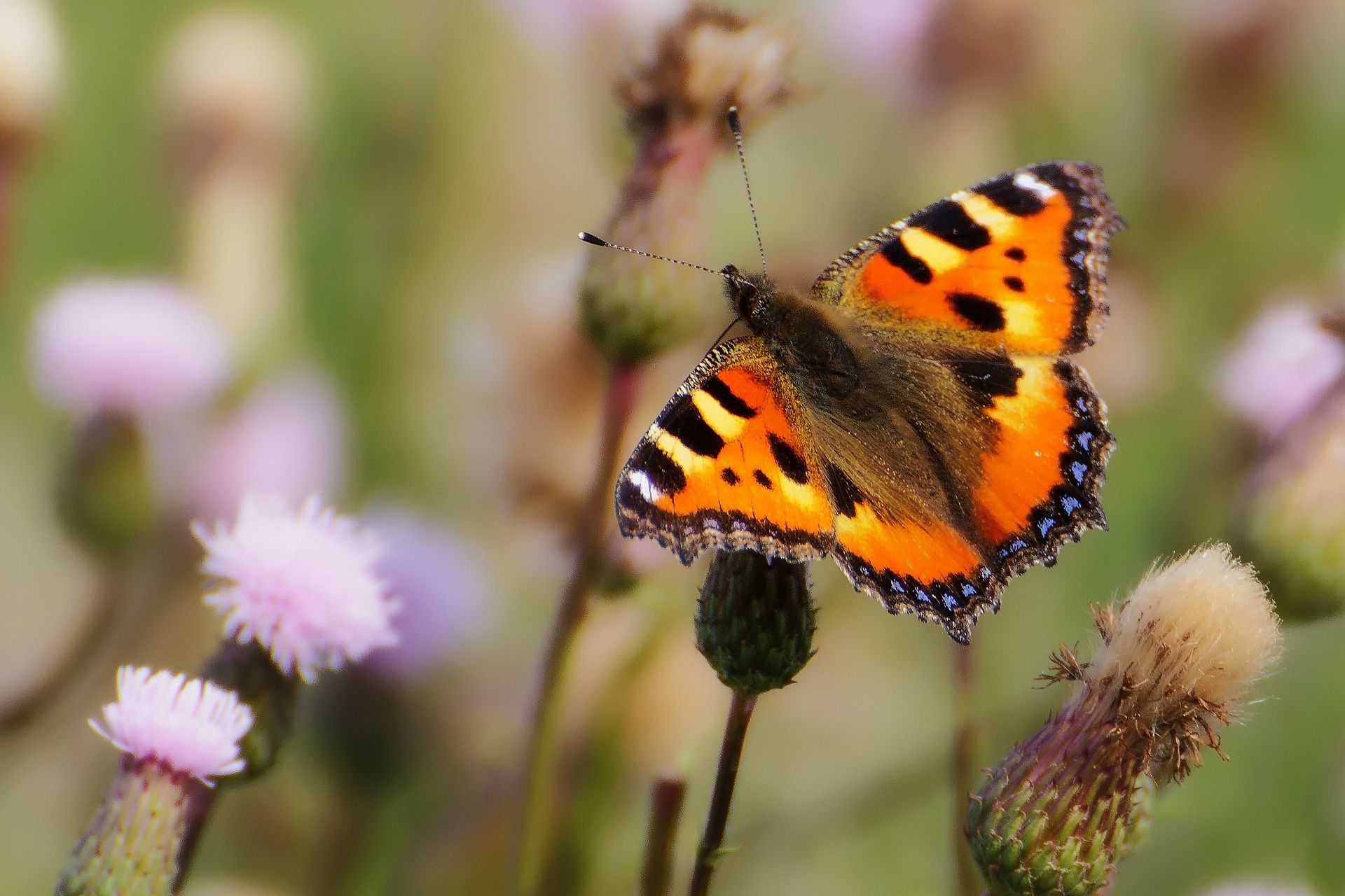 Oggi è la Giornata Mondiale della Biodiversità