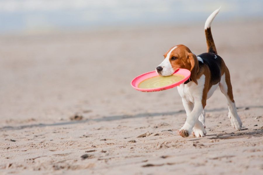 Gioca insieme al tuo amico a 4 zampe con il Frisbee, corri con lui e vedrai i risultati!