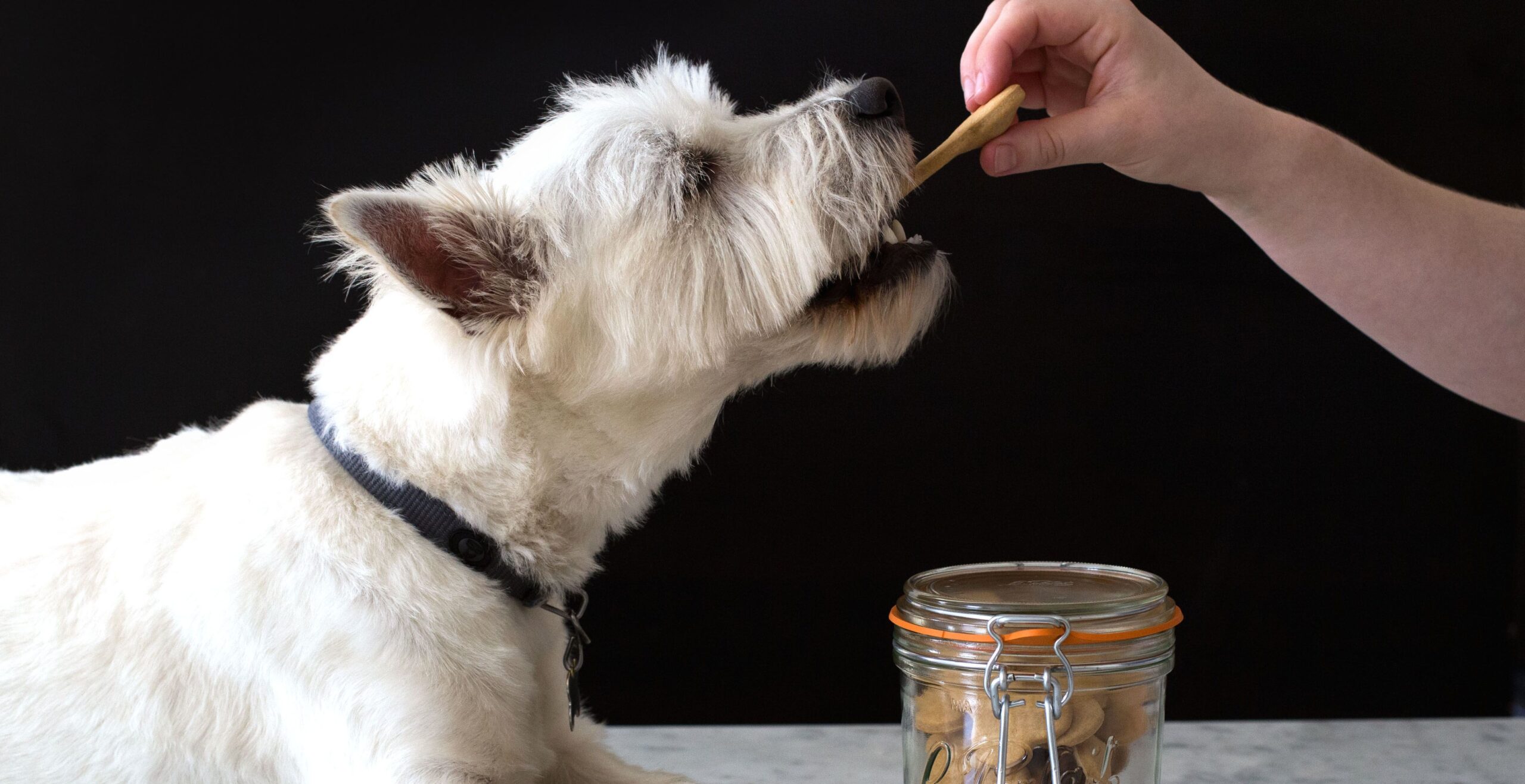 I paradisi gastronomici per cani e gatti