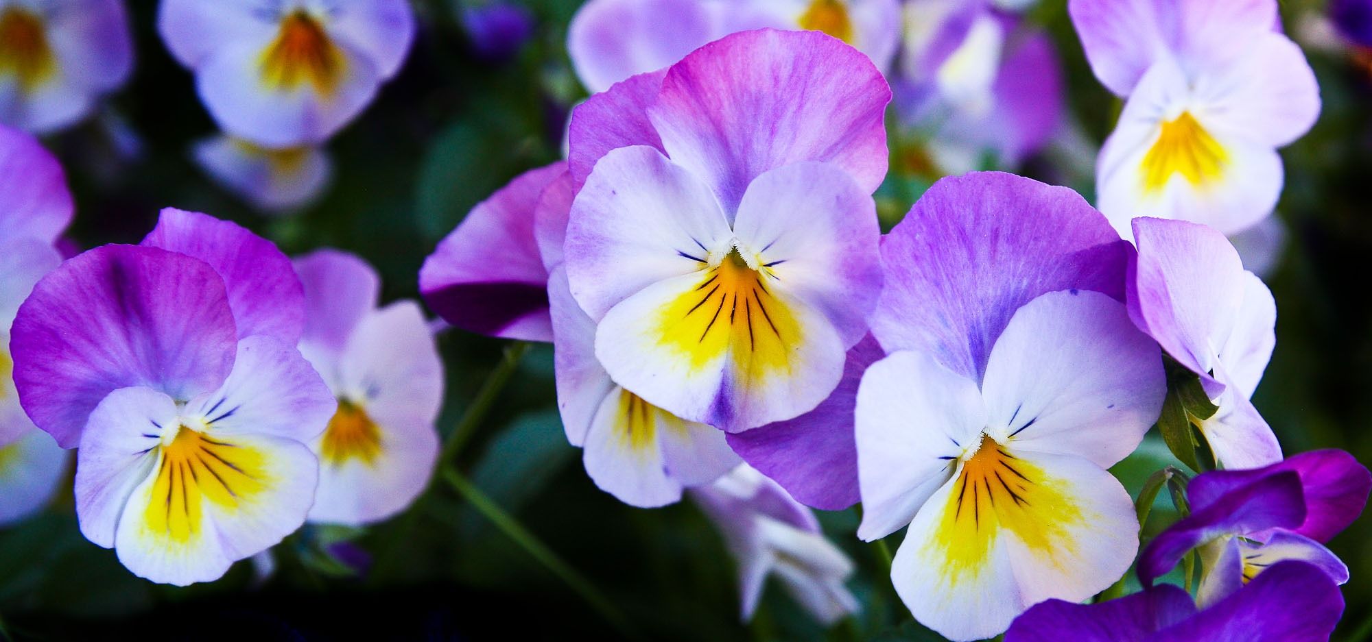 Fiori e piante nell’autostrada dei calabroni di Oslo