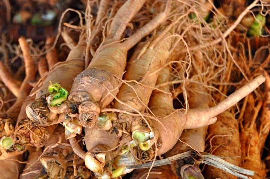 Il Ginseng se assunto come tè ha praticamente le stesse proprietà del caffè, ma è molto più sano