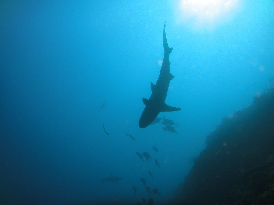 Gli abitanti di great blue hole