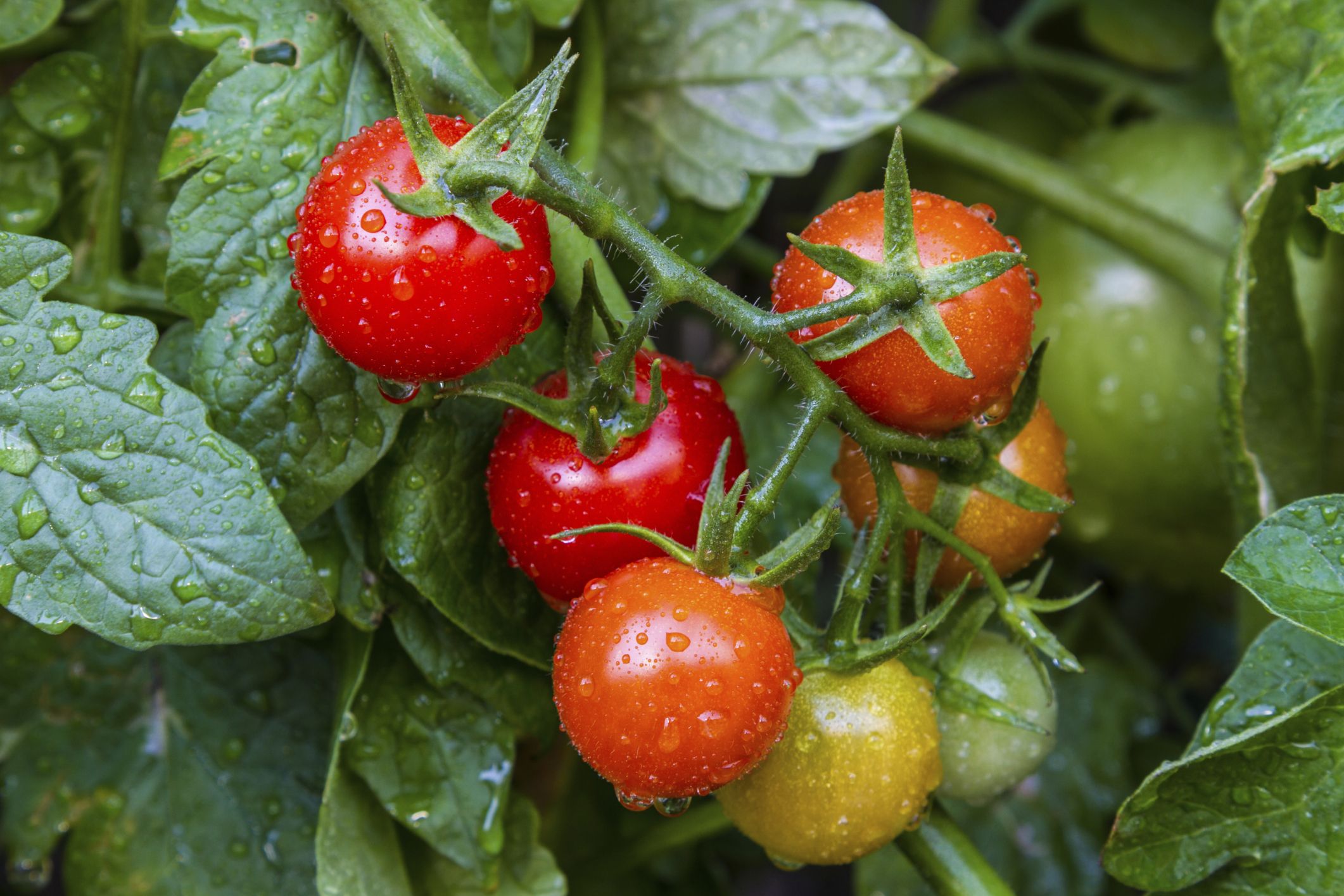 Il miglior modo per conservare i pomodori