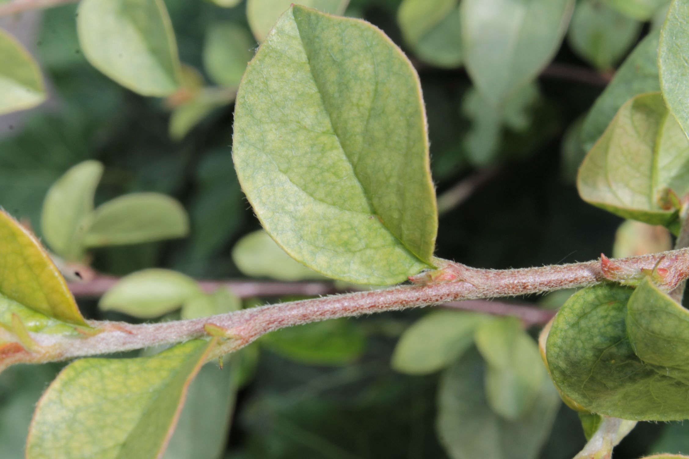 I 7 rimedi naturali per eliminare i ragnetti rossi