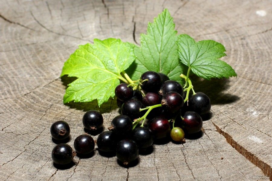 ribes nero con foglie