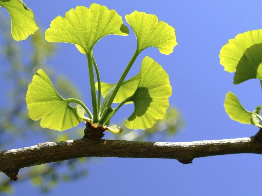 GINKGO-2