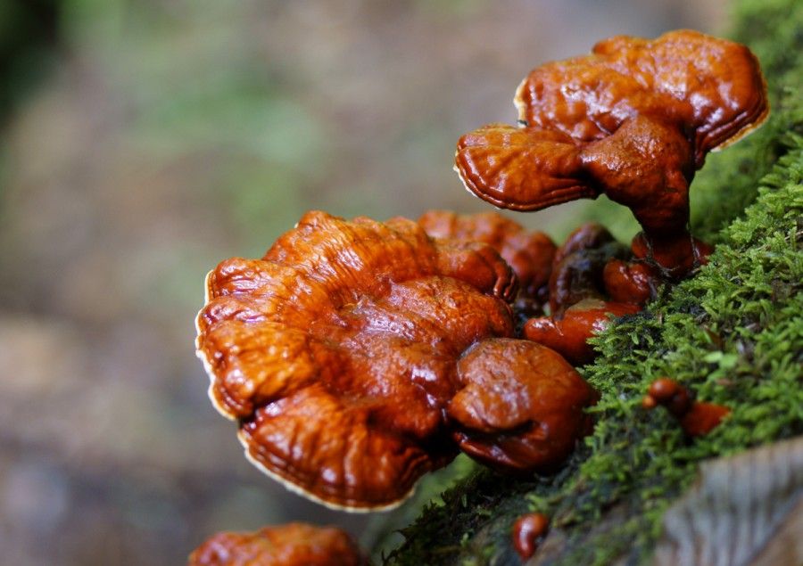 Ganoderma lucidum