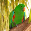 Uno dei coloratissimi pappagalli al Natureworld