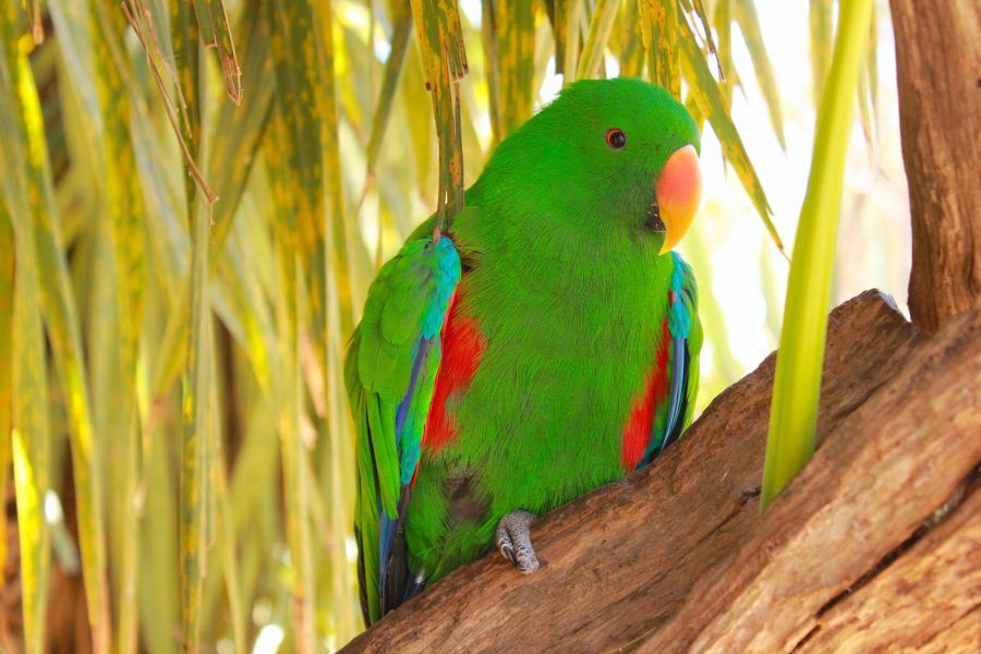 Uno dei coloratissimi pappagalli al Natureworld