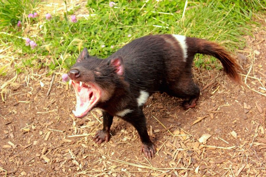 Scary, il diavoletto della Tasmania