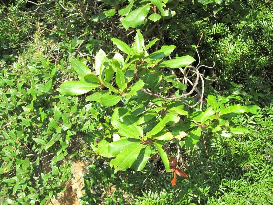 Tisana-di-Eleuterococco-Ginseng-Siberiano