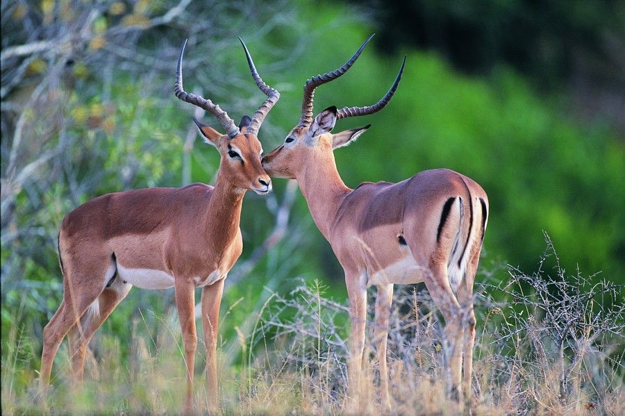 Safari sudafrica