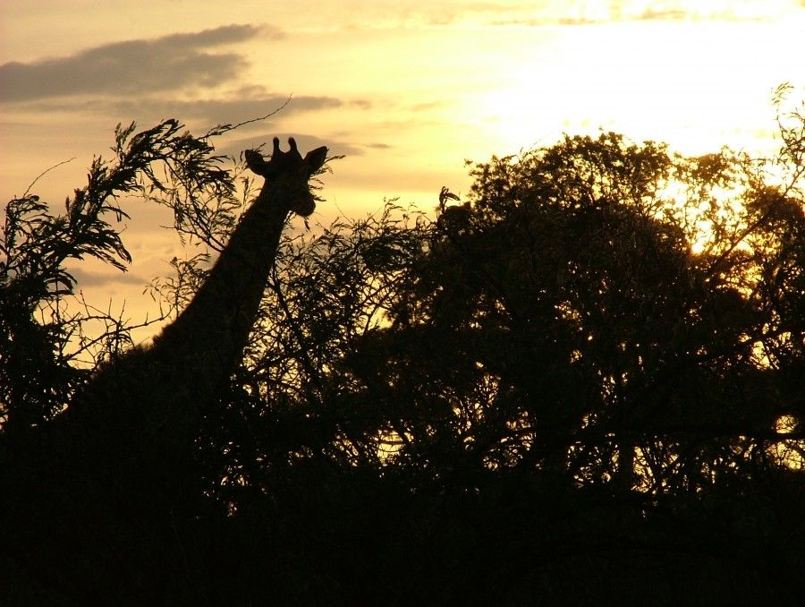 safari in sudafrica