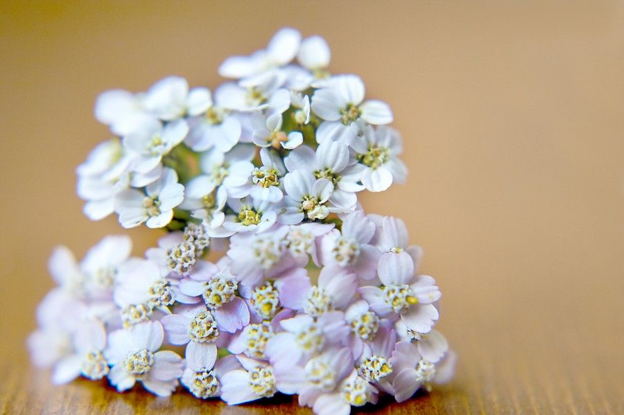 Fiori Bianchi Orto Spontanee - Erbe spontanee dell'orto: la Fitolacca | Piante velenose ... - Fioraio bianchi caffè è anche un laboratorio floreale.