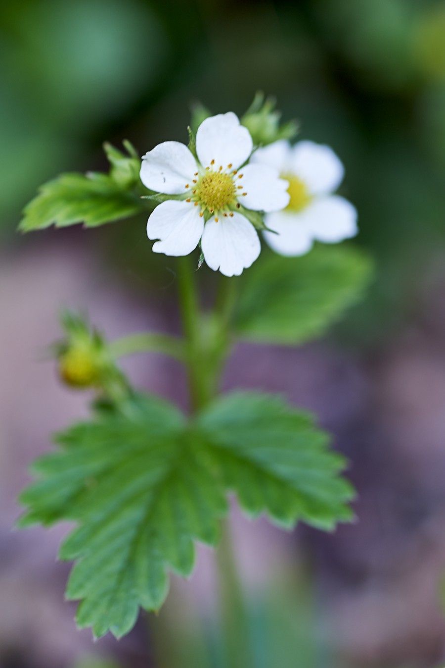 bigodino FRAGOLA SELVATICA-1