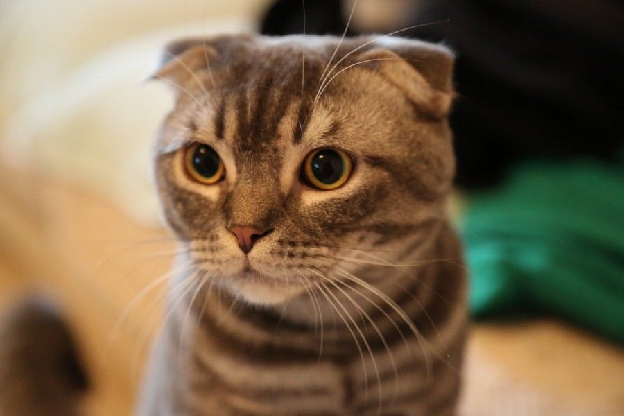 Gatto in allarme