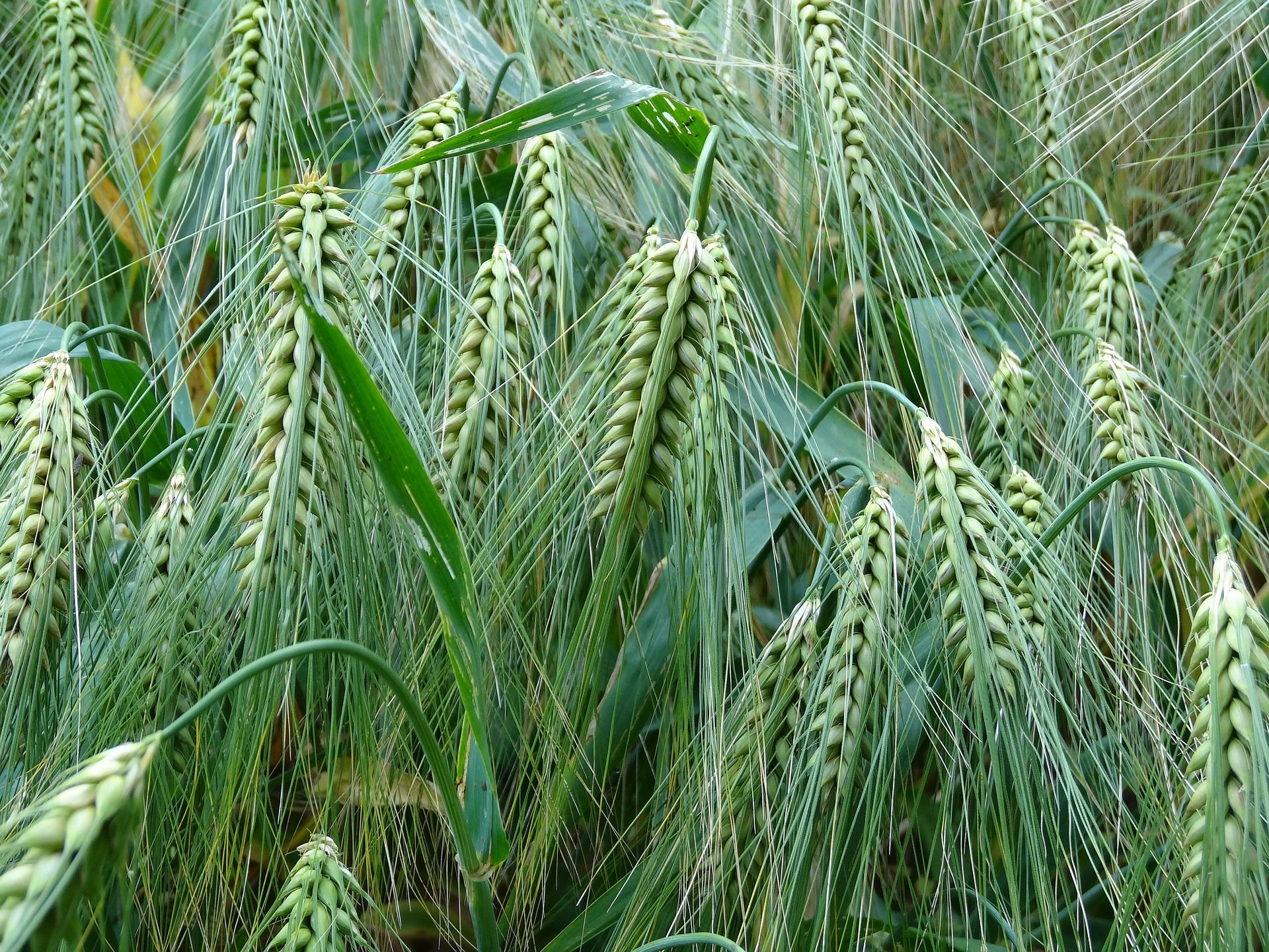 Scoperto un grano antico che potrebbe prevenire la celiachia