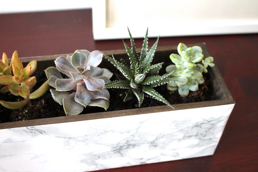 marble-succulent-diy