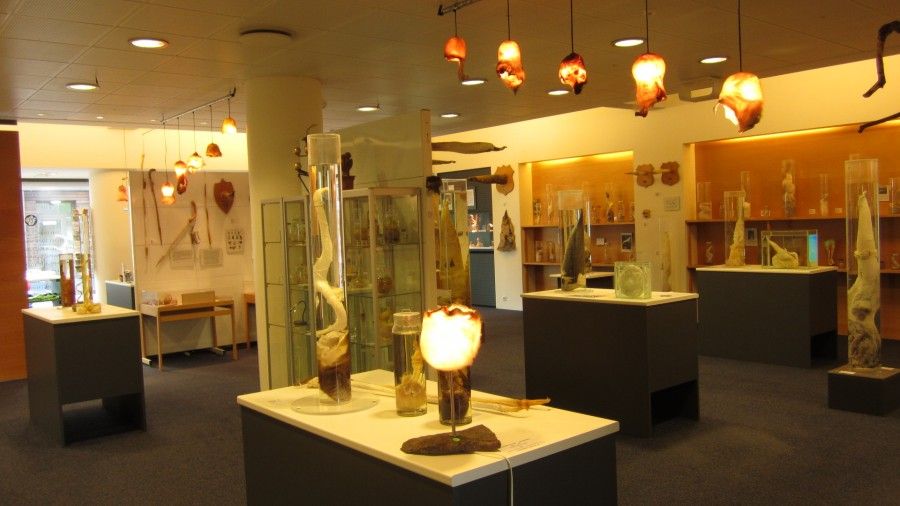 The Icelandic Phallological Museum - Museo del Fallo