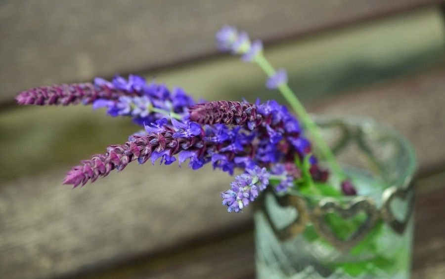 piante-contro-insetti-lavanda