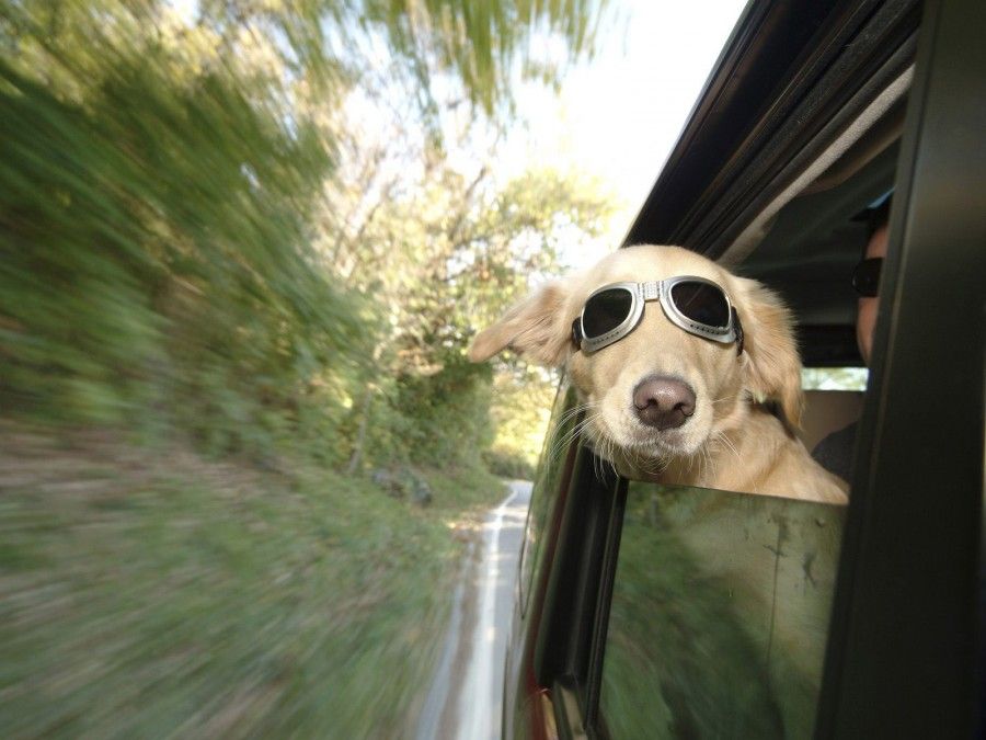 viaggiare-con-fido