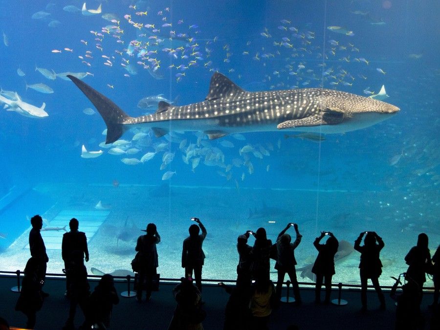 Whale shark in Okinawa Churaumi Aquarium with tourists in silhouette watching and photographing Japan