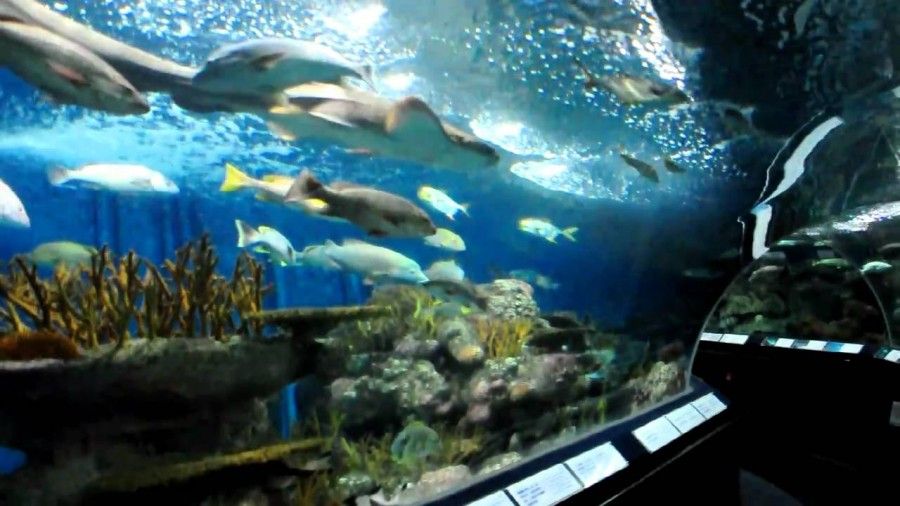 08Shanghai Ocean Aquarium